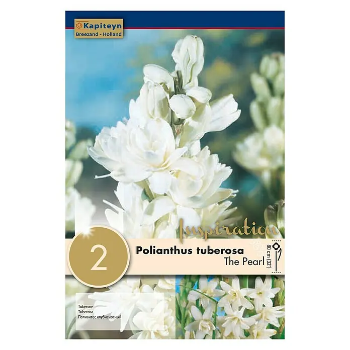 Kapiteyn Bulbos de verano Polianthus Tuberosa - 2 ud. - Vista frontal
