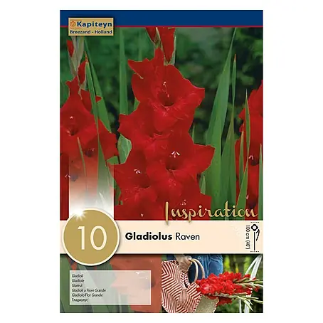 Kapiteyn  Bulbos de otoño Gladiolus Raven