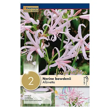 Kapiteyn  Bulbos de otoño Nerine Bowdenii