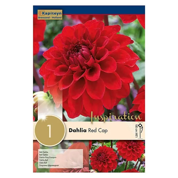Kapiteyn Bulbos de otoño Dahlia Red Cap - 1 ud. - Vista frontal