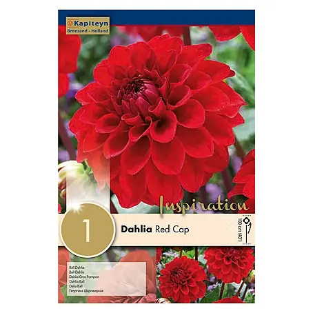 Kapiteyn  Bulbos de otoño Dahlia Red Cap