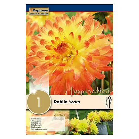 Kapiteyn  Bulbos de otoño Dahlia Vectra
