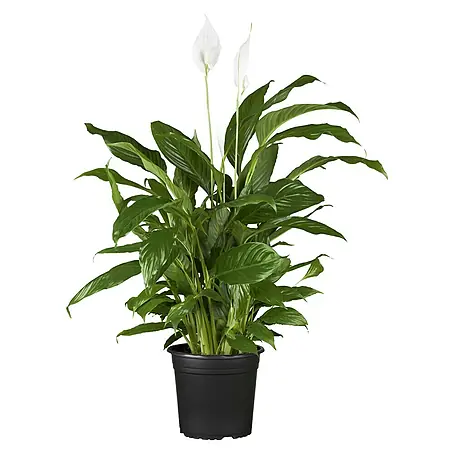Piardino  Spathiphyllum