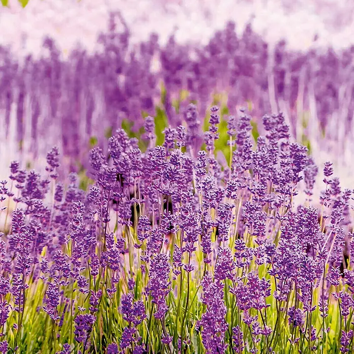 Dutch Wallcoverings Fotobehang Mural Lavender - b x h: 159 x 280 cm, Vlies - Close-up