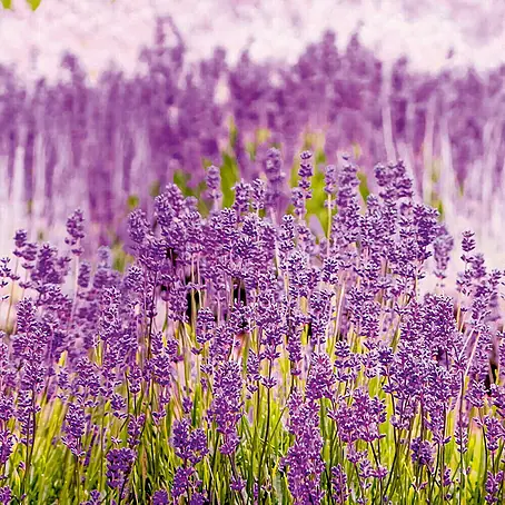 Dutch Wallcoverings  Fotobehang Mural Lavender