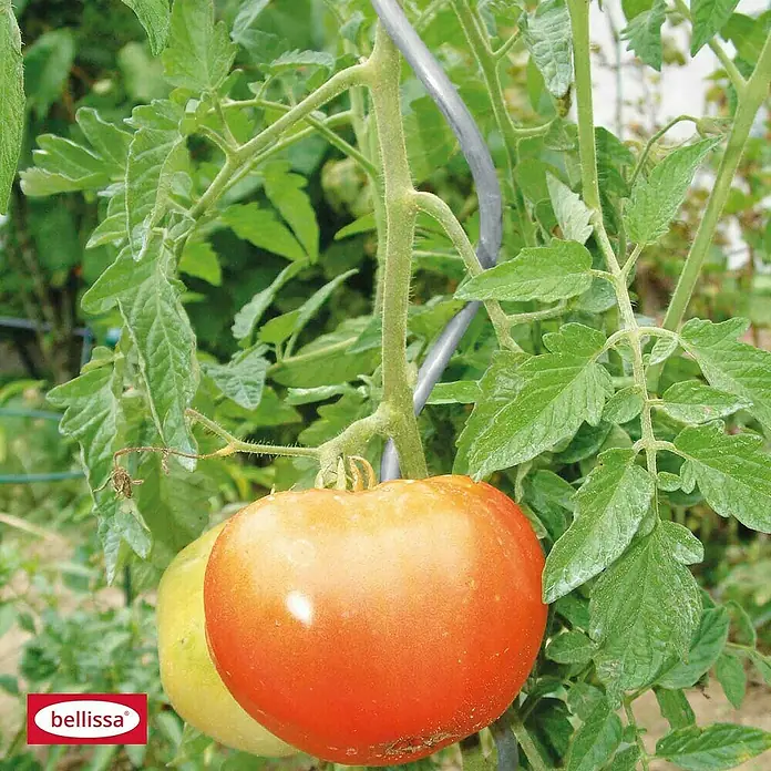 Bellissa Tomatenspirale - Länge: 180 cm - Anwendungsbeispiel