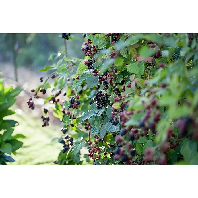 Piardino Brombeere - Rubus fruticosus 'Black Satin', Topfgröße: 17 cm, Erntezeit: August - Oktober - Detailaufnahme