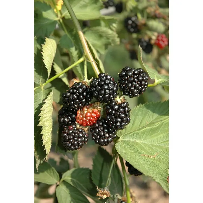 Piardino Brombeere - Rubus fruticosus 'Black Satin', Topfgröße: 17 cm, Erntezeit: August - Oktober - Detailaufnahme