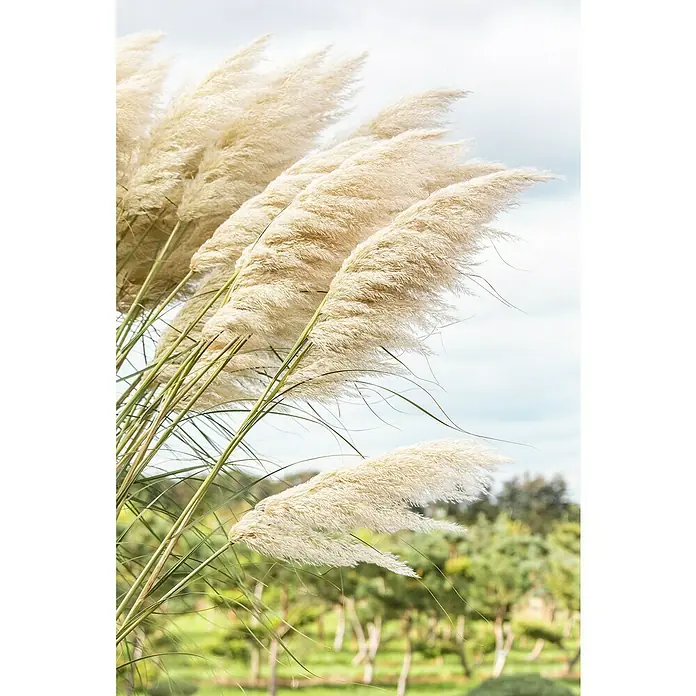 Piardino Pampasgras - Cortaderia selloana, weiß, Topfgröße: 11 cm, Blütenfarbe: Weiß - Stimmungsaufnahme