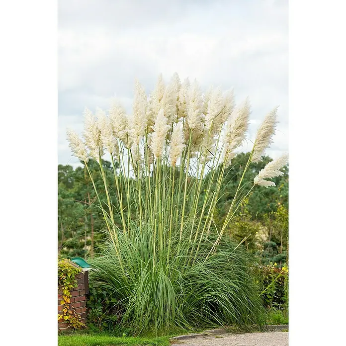 Piardino Pampasgras - Cortaderia selloana, weiß, Topfgröße: 11 cm, Blütenfarbe: Weiß - Detailaufnahme
