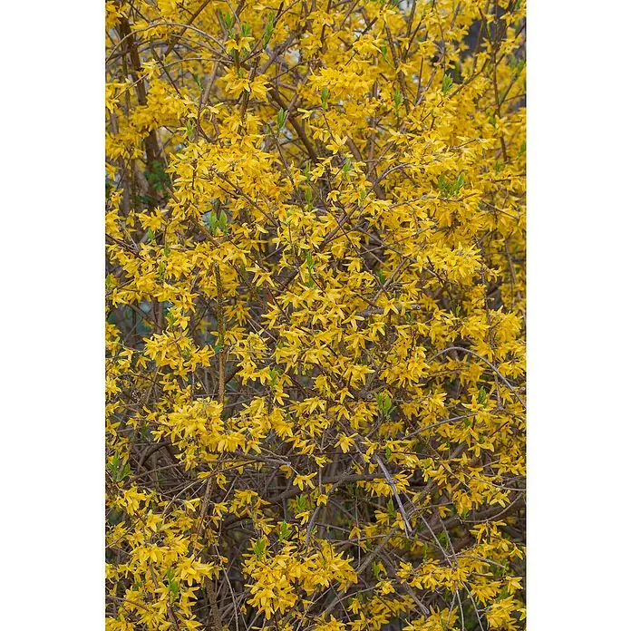 Piardino Forsythie - Forsythia intermedia, Topfgröße: 23 cm, Gelb - Detailaufnahme