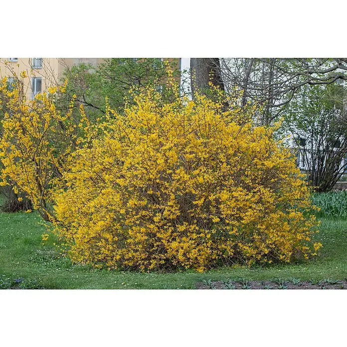 Piardino Pflanzen-Mix Blühsträucher in Arten/Sorten - Cornus, Deutzia, Forsythia, Ribes, Spiraea, Weigela, uvm, Topfvolumen: 5 l - Stimmungsaufnahme