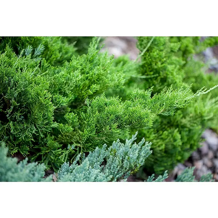 Piardino Koniferen-Mix Bodendeckend - Coniferales, Topfgröße: 13 cm - Detailaufnahme
