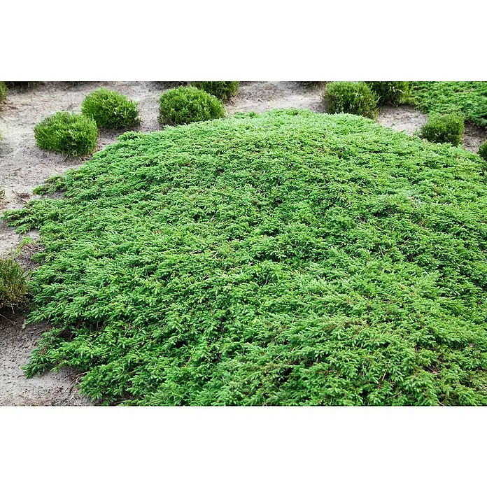 Piardino Koniferen-Mix Bodendeckend - Coniferales, Topfgröße: 13 cm - Detailaufnahme