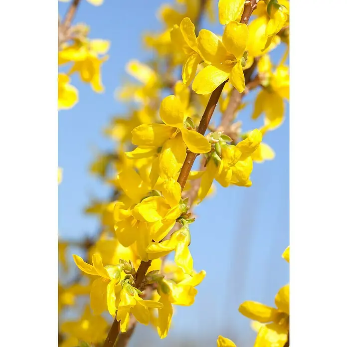 Piardino Forsythie 'Spectabilis' - Forsythia intermedia, Topfgröße: 21 cm, Gelb - Detailaufnahme
