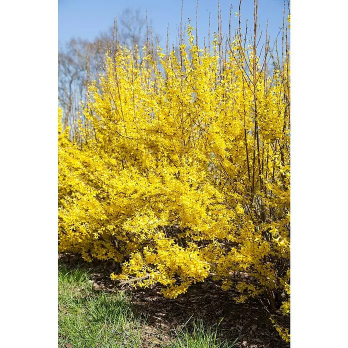 Piardino Forsythie 'Spectabilis' - Forsythia intermedia, Topfgröße: 21 cm, Gelb - Detailaufnahme