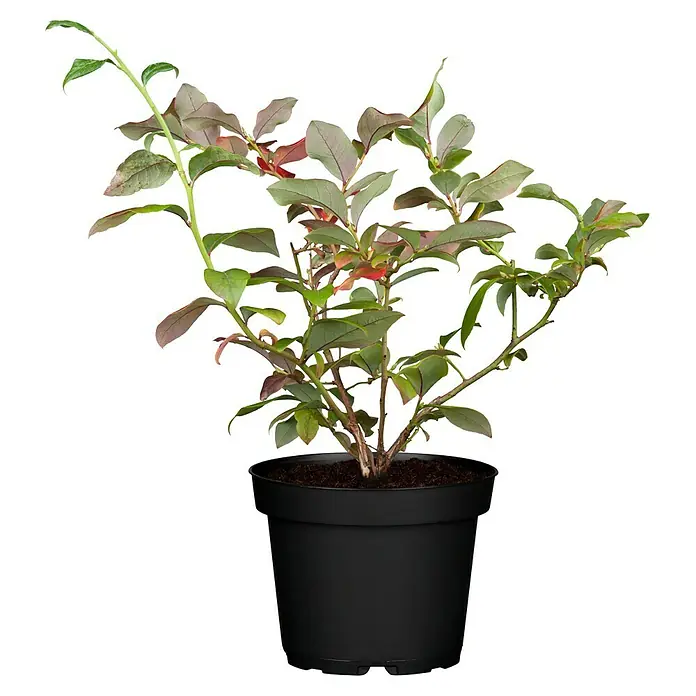 Piardino Heidelbeere 'Bluecrop' - Vaccinium corymbosum, Erntezeit: Juli - August - Vorderansicht