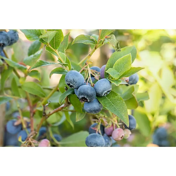 Piardino Heidelbeere 'Bluecrop' - Vaccinium corymbosum, Erntezeit: Juli - August - Detailaufnahme