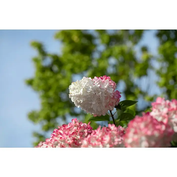 Piardino Rispen-Hortensie - Hydrangea paniculata 'Vanille Fraise'®, Weiß/Rosa - Detailaufnahme