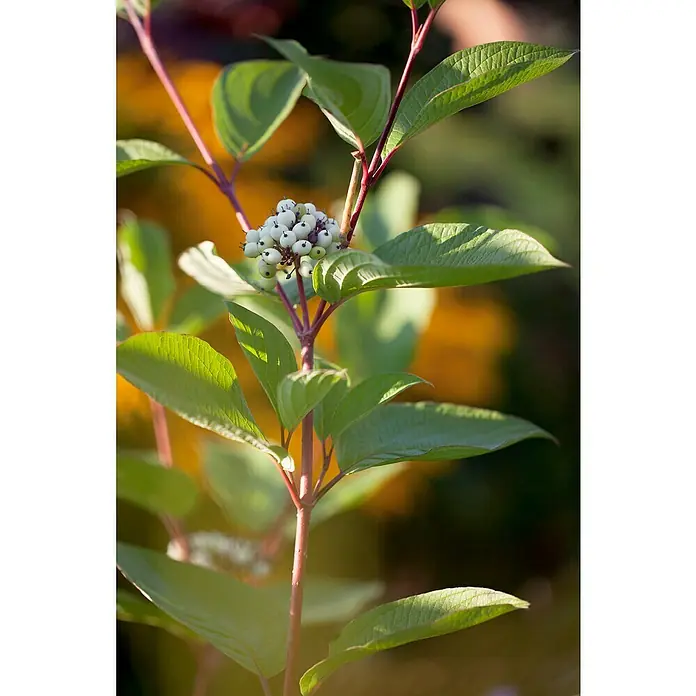 Piardino Hartriegel - Cornus alba 'Sibirica', Topfgröße: 23 cm, Cremeweiß - Detailaufnahme