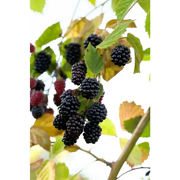 Piardino Brombeere - Rubus fruticosus 'Triple Crown', Topfgröße: 17 cm, Erntezeit: August - Oktober - Detailaufnahme