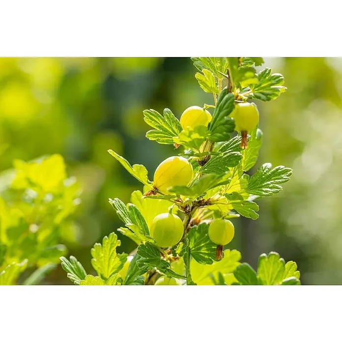 Stachelbeere - Ribes uva-crispa, Topfvolumen: 2,5 l, Erntezeit: Juli - Detailaufnahme