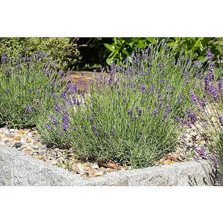 Piardino  Lavendel