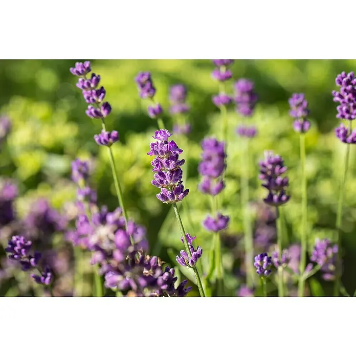 Piardino Lavendel - Lavandula angustifolia, Topfvolumen: 17 l, Violett - Detailaufnahme