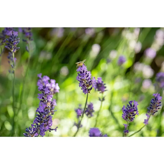 Piardino Lavendel - Lavandula angustifolia, Topfvolumen: 17 l, Violett - Detailaufnahme