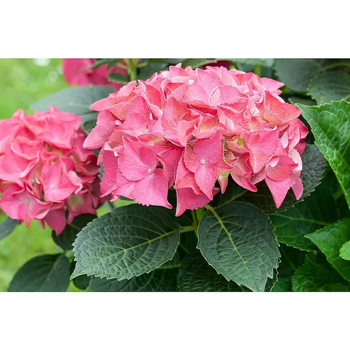 Piardino Bauernhortensie - Hydrangea macrophylla 'Everbloom' , Topfgröße: 23 cm - Detailaufnahme
