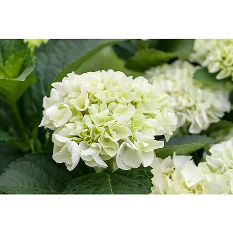 Piardino  Bauernhortensie