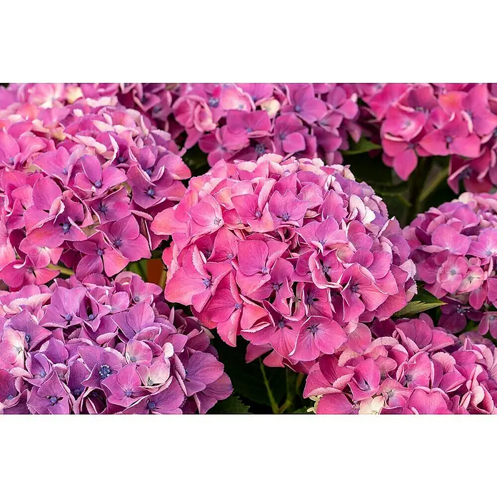 Piardino Bauernhortensie - Hydrangea macrophylla, Topfgröße: 23 cm - Detailaufnahme