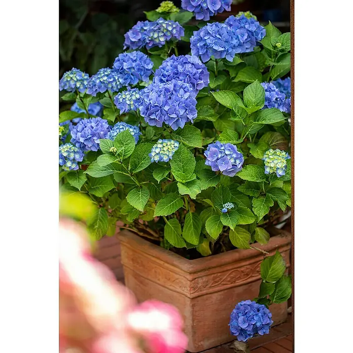 Piardino Bauernhortensie - Hydrangea macrophylla, Topfgröße: 23 cm - Detailaufnahme