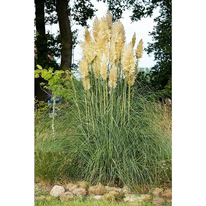 Pampasgras - Cortaderia selloana, Topfgröße: 18 cm - Stimmungsaufnahme