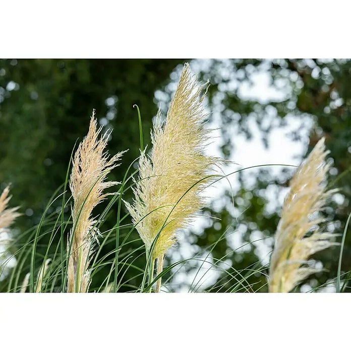 Pampasgras - Cortaderia selloana, Topfgröße: 18 cm - Stimmungsaufnahme