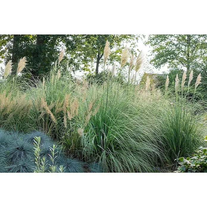 Pampasgras - Cortaderia selloana, Topfgröße: 18 cm - Stimmungsaufnahme