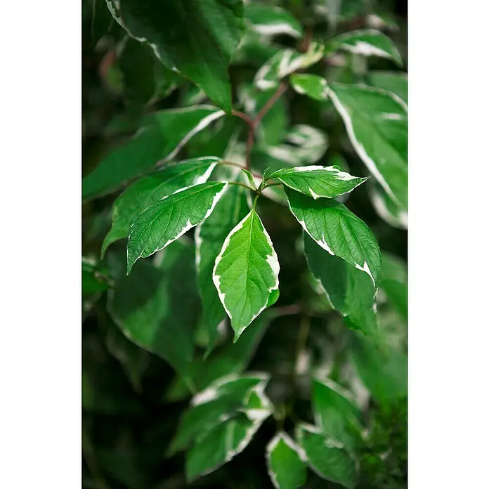 Piardino Hartriegel - Cornus alba 'Elegantissima', Weiß - Detailaufnahme