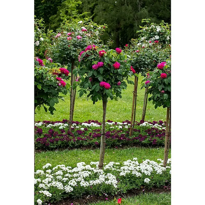 Piardino Rosenstämmchen - Rosa Hybride, Rot - Stimmungsaufnahme