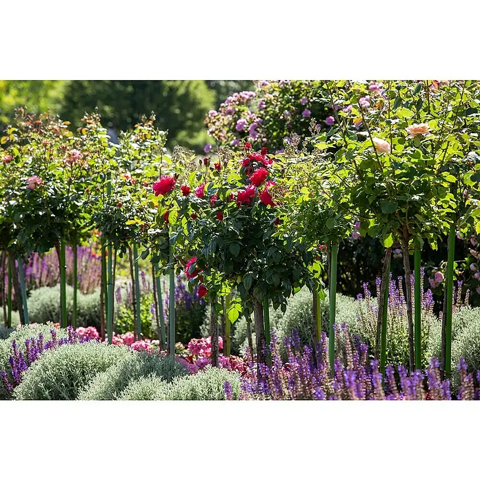Piardino Rosenstämmchen - Rosa Hybride, Rot - Stimmungsaufnahme