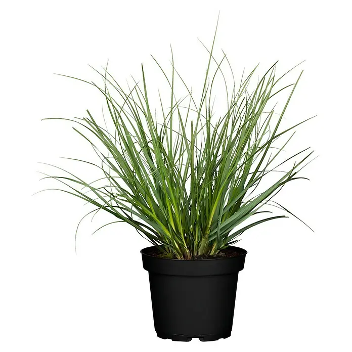Piardino Pampasgras - Cortaderia selloana, Topfgröße: 11 cm, Blütenfarbe: Rosa - Vorderansicht