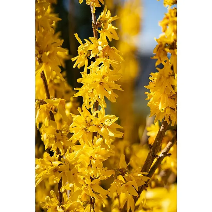 Piardino Forsythie - Forsythia intermedia, Topfgröße: 23 cm, Gelb - Detailaufnahme