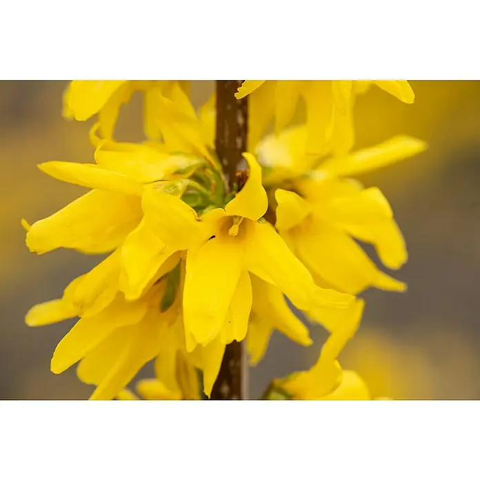 Piardino Forsythie - Forsythia intermedia, Topfgröße: 23 cm, Gelb - Detailaufnahme
