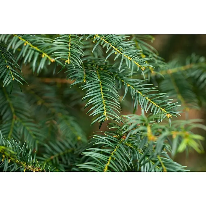 Piardino Heimische Eibe - Taxus baccata, Grün/Gelb - Detailaufnahme