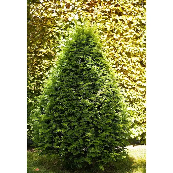 Piardino Heimische Eibe - Taxus baccata, Grün/Gelb - Detailaufnahme