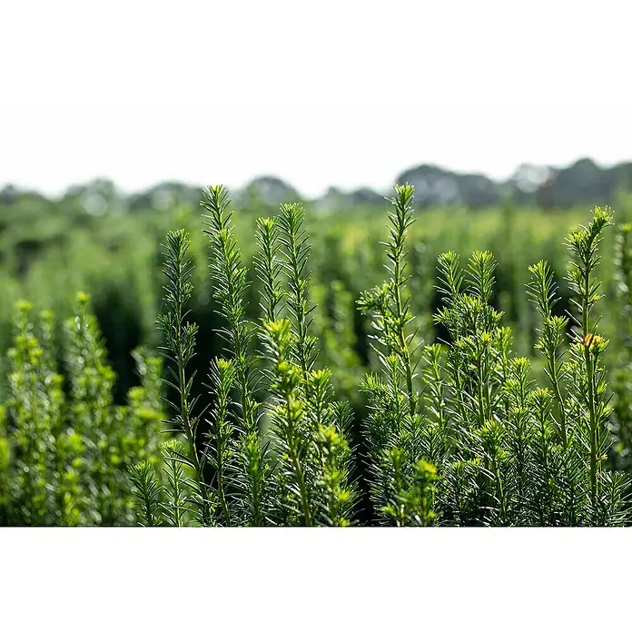 Piardino Heimische Eibe 'Rising Star' - Taxus media 'Rising Star', Topfgröße: 23 cm - Stimmungsaufnahme