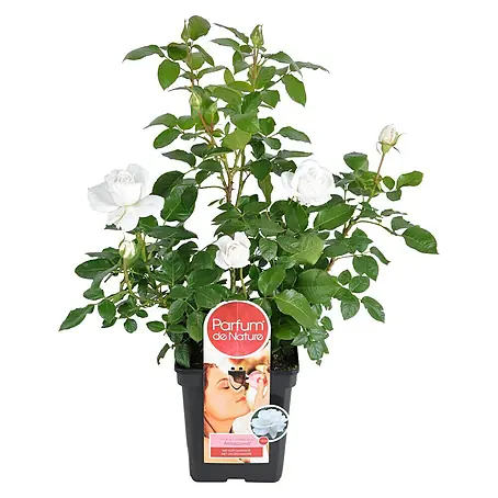 Piardino  Edelrose 'Annapurna'