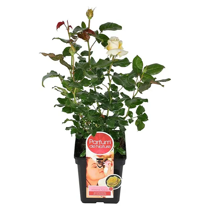 Piardino Edelrose 'Diamonds Forever' - Rosa Hybride, Topfgröße: 19 cm, Gelb - Vorderansicht