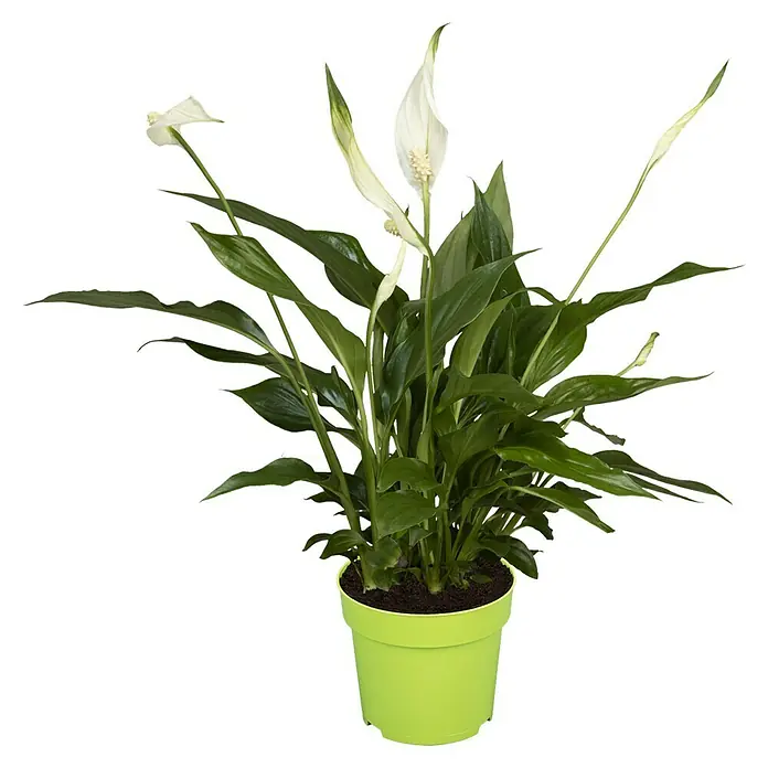 Piardino Blattfahne - Spathiphyllum floribundum, Topfgröße: 21 cm - Diagonale Ansicht