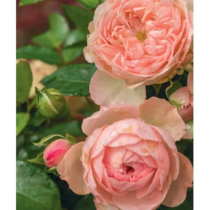 Edelrose - Topfvolumen: 7 l, Botanische Bezeichnung: Duftrose in Sorten, Blütenfarbe: Sortenabhängig - Detailaufnahme