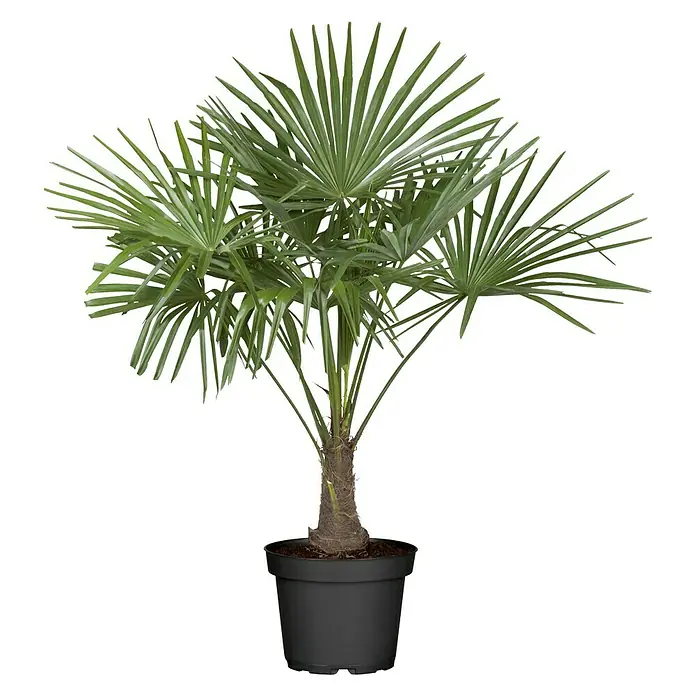Piardino Trachycarpus - Trachycarpus fortunei, Volumen de la maceta: 30 l - Vista frontal